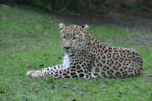 Ein 
Jaguar im kölner Zoo