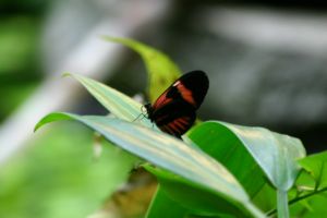 Ein Schmetterling im kölner Zoo